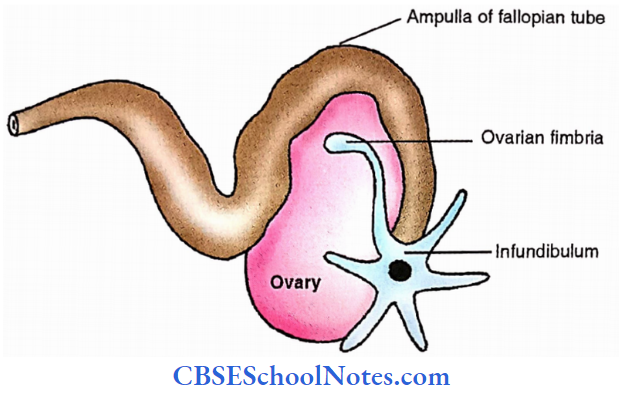 Ovaries Relation Of Ovary With Fallopian Tube