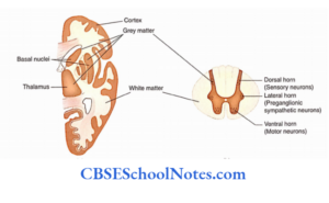 Central Nervous System And Peripheral Nervous System Notes - CBSE ...