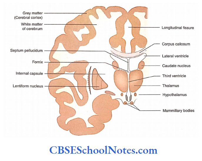 Overview Of The Cental And Peripheral Nervous Systems Coronal section of the cerebrum passing through the level of mammillary bodies