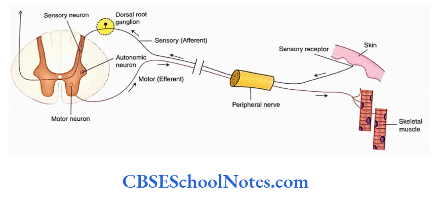 Overview Of The Cental And Peripheral Nervous Systems Fibres in the peripheral nerve consist of both motor and sensory fibres