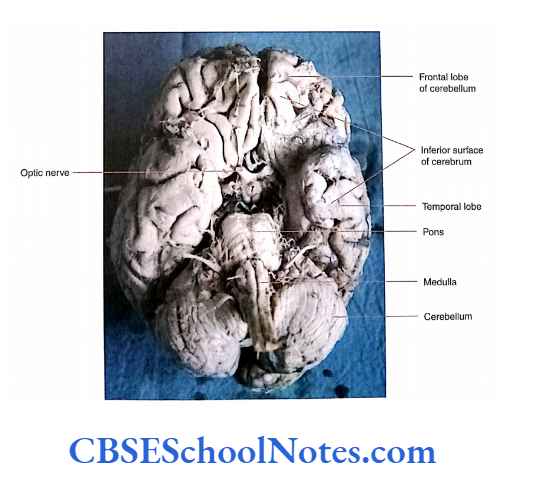 Overview Of The Cental And Peripheral Nervous Systems Inferior surface of the cerebrum (ventral aspect of brain).