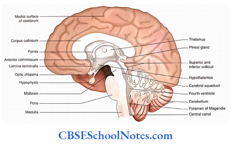 Overview Of The Cental And Peripheral Nervous Systems Midsagittal section of the brain