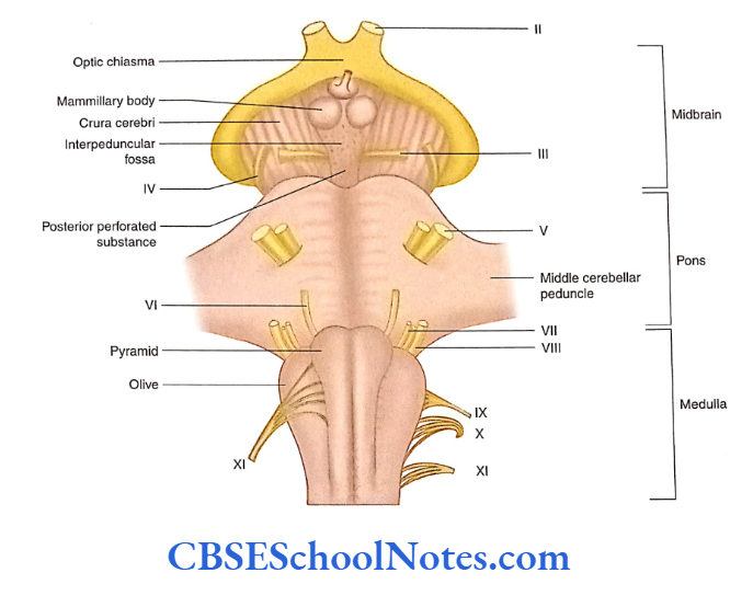 Overview Of The Cental And Peripheral Nervous Systems Ventral aspect of the midbrain, pons and medulla (brainstem)