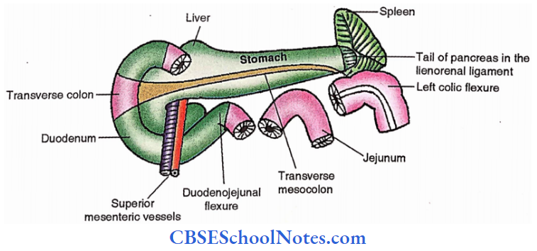 Pancreas Structures In The Vicinity Of The Pancreas