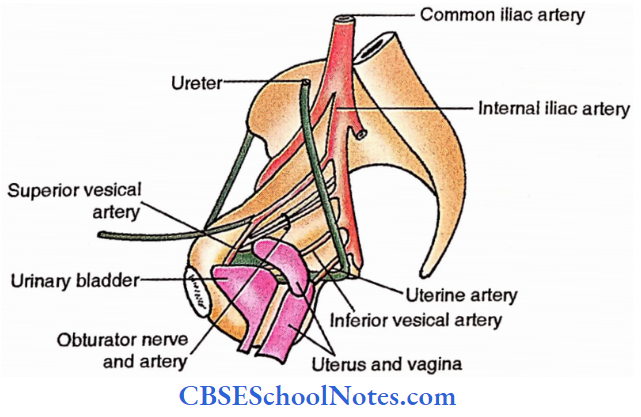 Pelvic Part Of Ureter Course Of Pelvic Ureter In Female