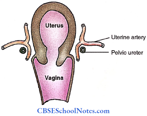 Pelvic Part Of Ureter Relations Of Pelvic Ureter With Uterine Artery