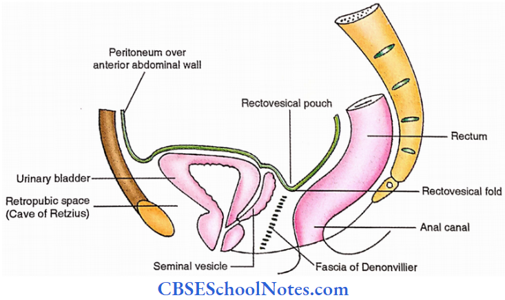 Pelvic Peritoneum Pelvic Peritoneum In Male