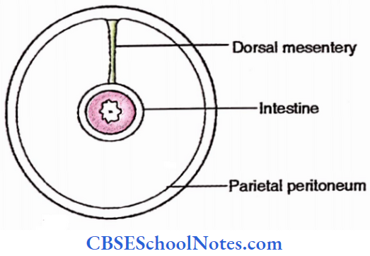 Peritoneum Cross Section Of Embryo Caudal To Foregut (Passing Through Midgut Or Hindgut)