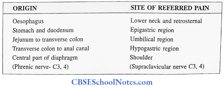 Peritoneum Functions Of Peritoneum