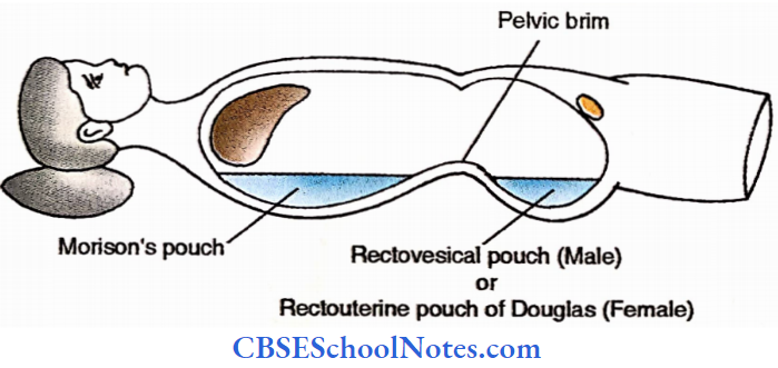 Peritoneum Most Dependent Part Of Abdomen And Pelvis During Supine Position