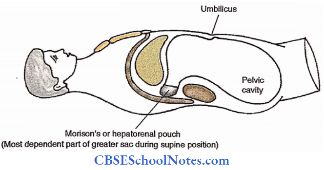 Peritoneum Vertical Disposition Of Peritoneum Morisons Pouch