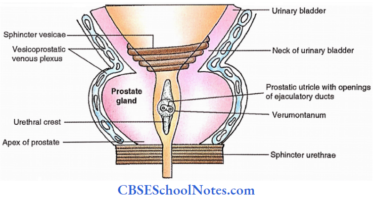 Prostate Gland Coronal Sectional View Of Prostate Gland