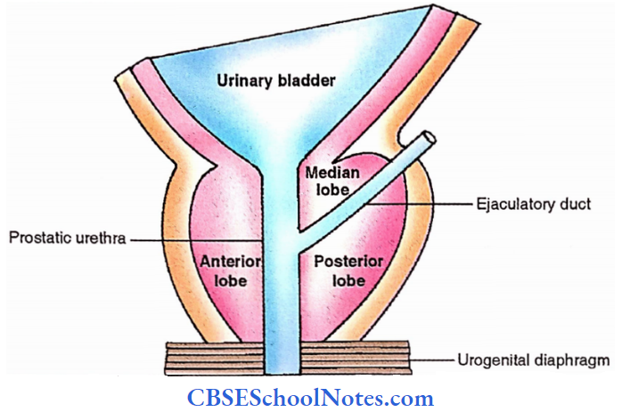 Prostate Gland Sagittal Sectional View Of Prostate Gland