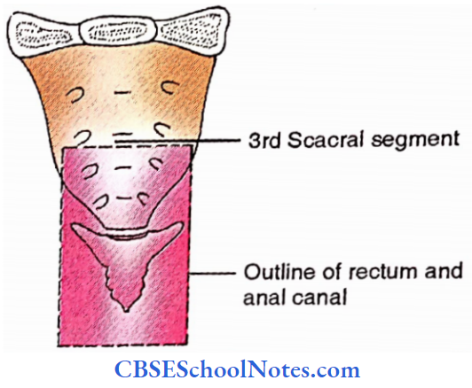 Rectum And Anal Canal Rectum And Anal Canal In Relation To Sacrum And Coccyx