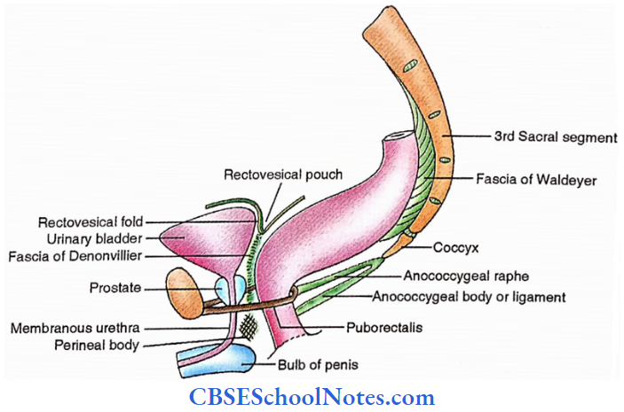 Rectum And Anal Canal Side View Of Rectum And Anal Canal Showing Relations In Male