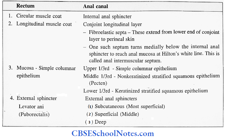 Rectum And Anal Canal Structure