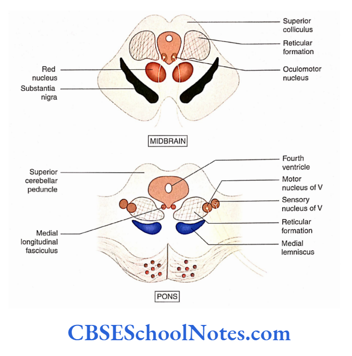 Reticular Formation Reticular Formation As Seen In The Transverse Sections Of Midbrain,Pons, Medulla And Cervical Spinal Cord