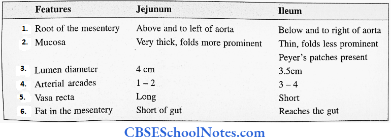 Small Intestine Jejunum And Ileum