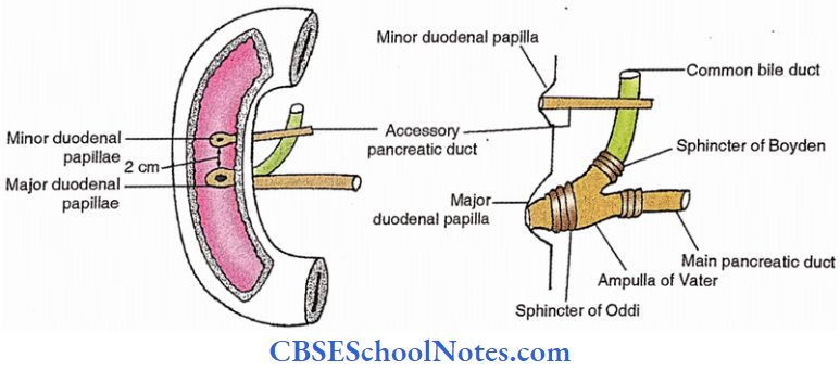 Small Intestine Major And Minor Duodenal Papillae