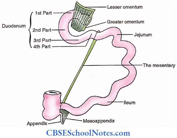 Small Intestine Peritoneal Relations Of Different Parts Of Small Intestine