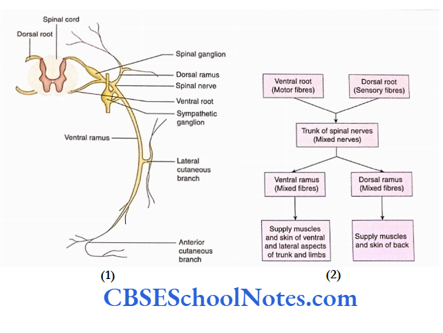 Spinal Cord Formation Of A Typical Spinal Nerve