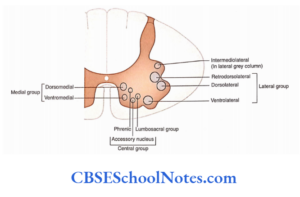Lateral Column Spinal Cord - Anatomy, Structure, Function, & Diagram - CBSE School Notes