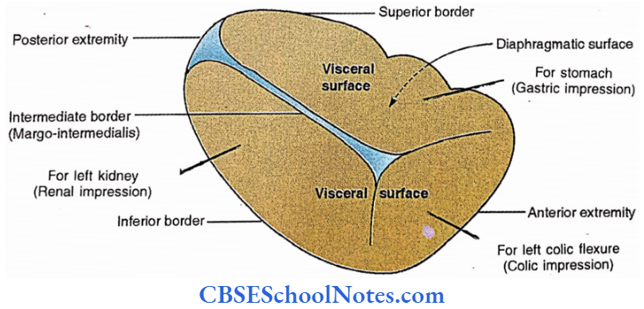 Spleen Borders And Surfaces Of Spleen