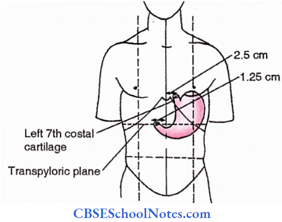 Stomach Surface Marking Of Stomach