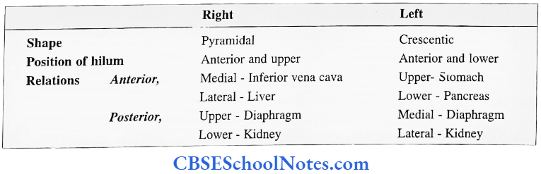 Suprarenal Glands Differences Between Two Glands