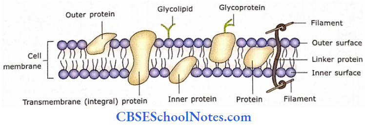 The Cell Structure A Portion Of Gobular Mass Of Protein May Project From Outer Or Inner Surface Of Cell Membrane