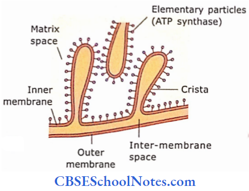 The Cell Structure Enlarged View Of Cristae Showing Attachment Of Elementary Particles