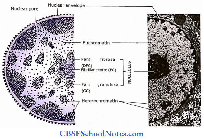 The Cell Structure Nucleus Of An Interphase Cell Showing Both Types Of Chromatin