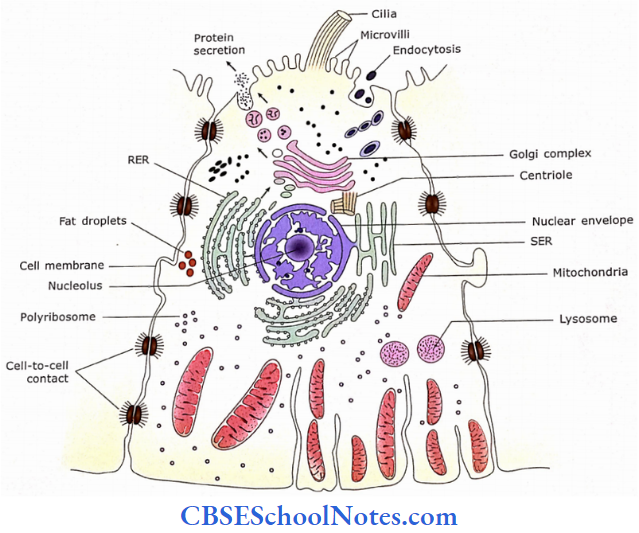 The Cell Structure Schematic Diagram Of A Cell Showing Cell Membrane