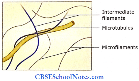 The Cell Structure Schematic Diagram Of Cytoskeleton In Cytoplasm, Microfilament, Intermediate Filament And Microtubules