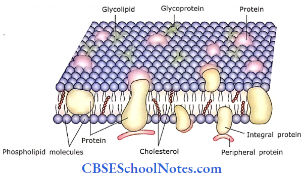 The Cell Structure Schematic Diagram Of Fluid Mosaic Model Of Plasma Membrane