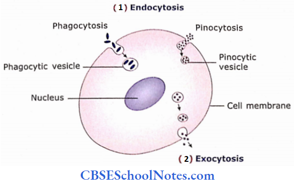 The Cell Structure The Diagrammatic Representation Of Exoxytosis And Endocytosis Processes