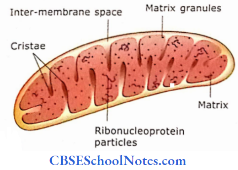 The Cell Structure The Internal Structure Of A Mitochondrion