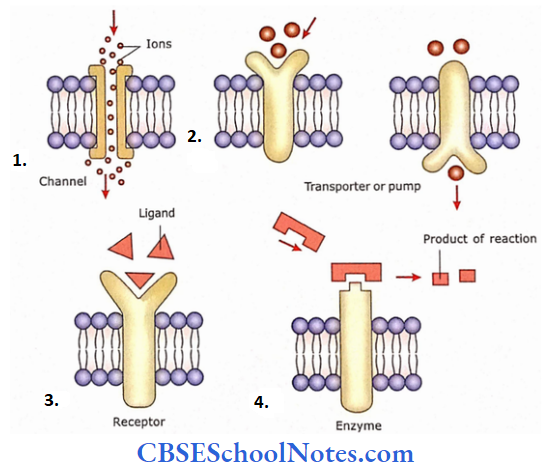 The Cell Structure The Transmembrane Serve Various Functions
