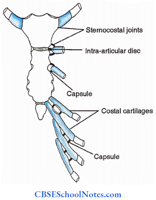Thoracic Cage Framework Sternocostal And Interchondral Joints