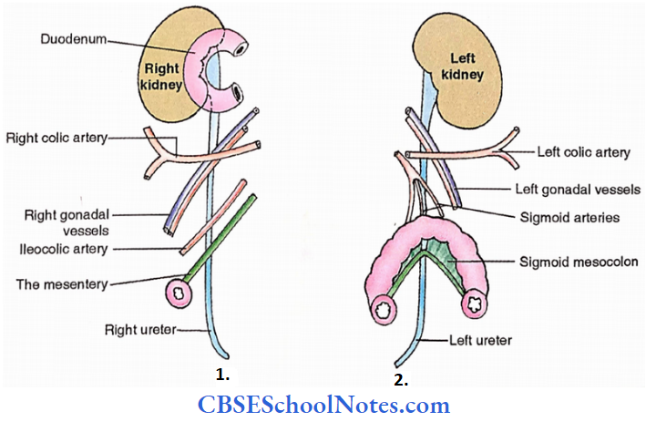 Ureters Anterior Relations Of Abdominal Part Of Ureter Right And Light Ureters