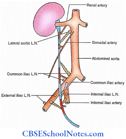 Ureters Anterior Relations Supply And Lymphatic Drainage Of Ureter Lymph Nodes