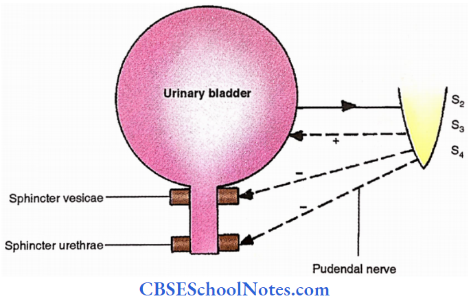 Urinary Bladder Nervous Control On Micturition