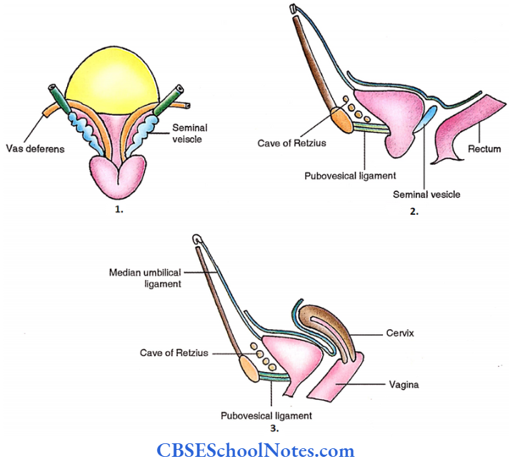 Urinary Bladder Relations Of Urinary Bladder Male And Female