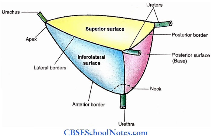 Urinary Bladder Surface And Borders Of Urinary Bladder