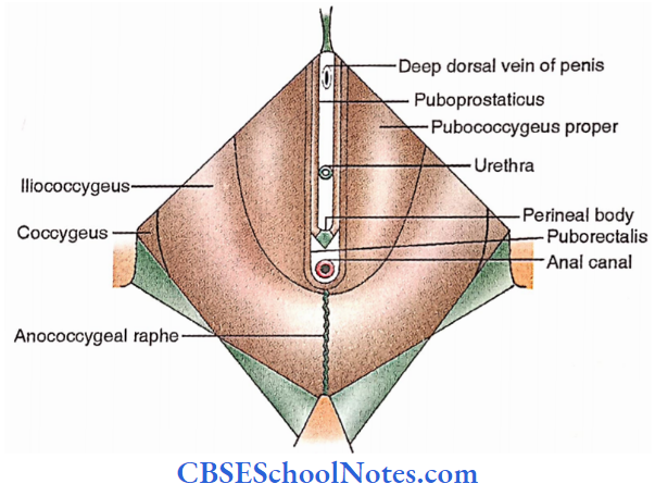 Urogenital Triangle Inferior Surface Of Pelvic Diaphragm Male