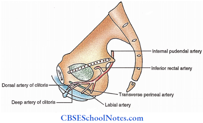 Urogenital Triangle Internal Pudendal Artery Female
