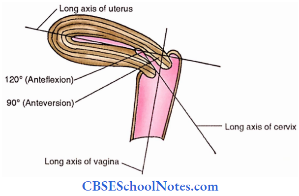 Uterus Bending Of Uterus