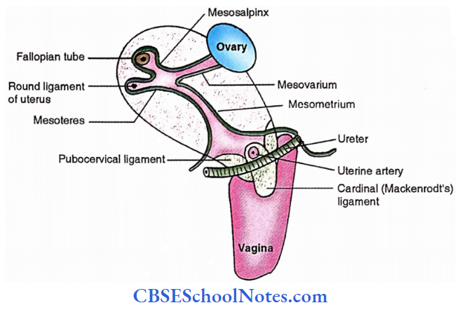 Uterus Lateral Relations Of Uterus