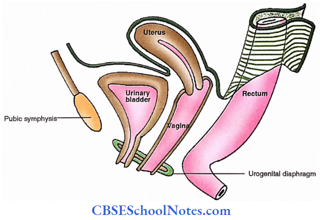 Uterus Location Of Uterus