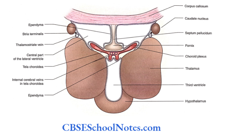 Brain Ventricles Anatomy Notes - CBSE School Notes